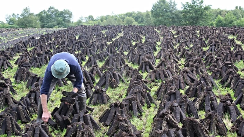 "Culchies are all too familiar with the annual back breaking ritual, whereas townies seem to think it's archaic"