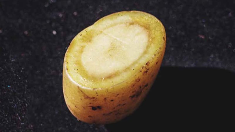 "Potatoes cooked in this way were called potatoes with the moon (an ghealach) or potatoes with the bone." Photo: Ana Núñez Rodríguez from Cooking Potato Stories